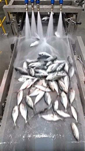 How Millions of Fish Turn Into Liquid Gold