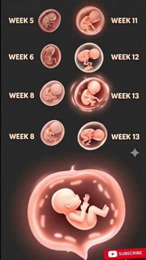 How Baby Grows in the First Trimester👶❤️(Week by Week) #youtubeshorts #trending #viral #baby #shorts