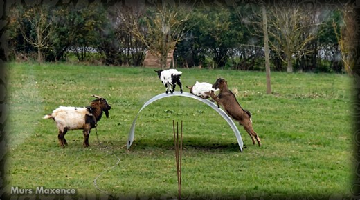 Watch what happens when herd hierarchies are decided through violence