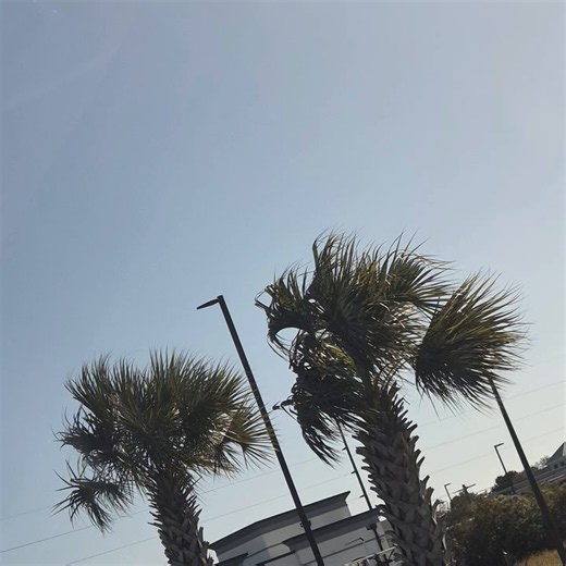 🤍𝒜ₛₕₗₑᵧ FR𝔞𝔤𝔦𝔩𝔢🔥 on X: "Waiting on them to open..lets watch the palm trees..its windy today..whats the weather like your way?" / X