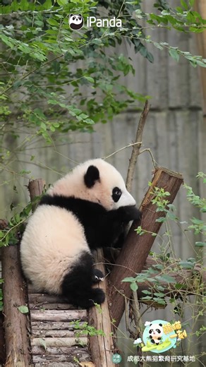 As we all know, panda cubs experience the world with their mouths when they first start exploring. #HiPanda #ChengduPandaBase #PandaFun #PandaMoment #cute #adorable #panda For more panda information, please check out: https://en.ipanda.com | iPanda