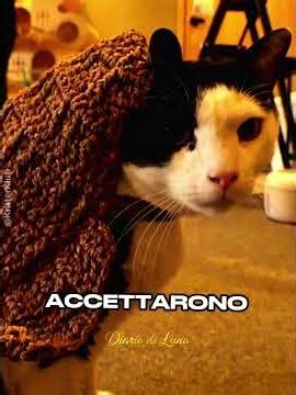 🐱❤️Il Gatto Che Aveva Solo Bisogno d’Amore