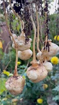 Plant This Once Harvest Forever! Sunchoke #gardeningtips #gardening #vegetablegarden #harvest