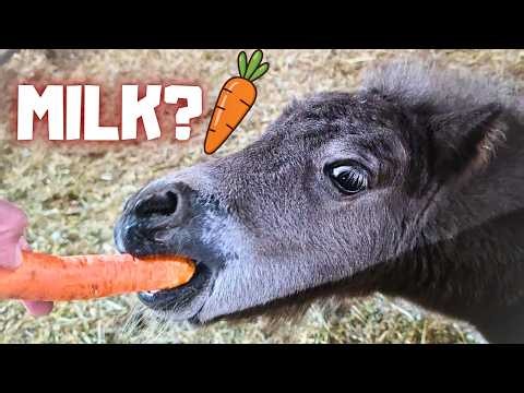 What Happened To Her Hoof?! 3 Horses in One Stall & Carrots for Everyone! | Friesian Horses