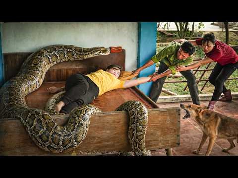 72 Hours of Fear: Girl Trapped on Bed with a Giant Python