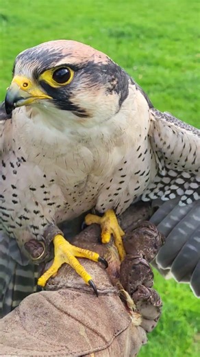 LANNER FALCON ON LURE (TRADE-OFF)