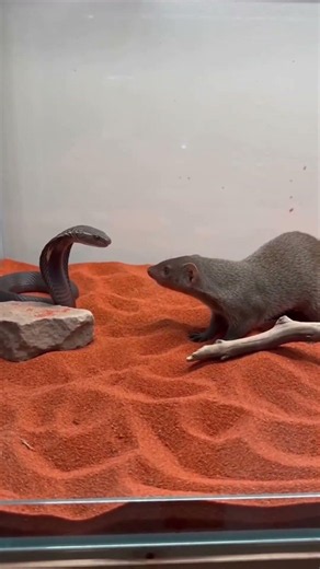 Cobra vs Mongoose 🐍 Who Wins? Wait for the End!