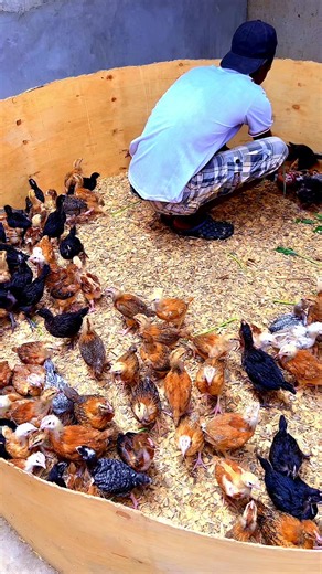 Asterik Poultry Farm (@asterik_poultryfarm)’s videos with original sound - Asterik Poultry Farm