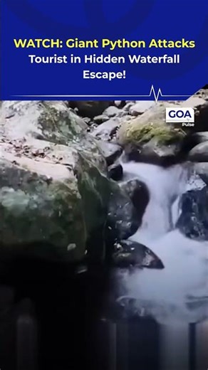 WATCH: Giant Python Attacks Tourist in Hidden Waterfall Escape!