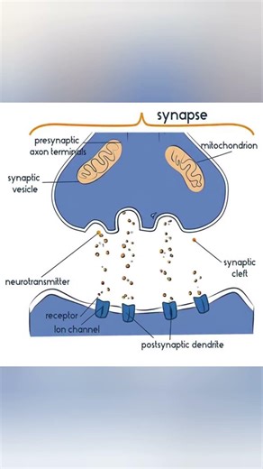 Synaptic Transmission #science #neet2026 #biology #trending #ytshorts #viral #animationworld #neet