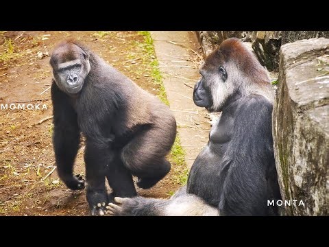 Female Gorilla tries to catch the Silverback's Attention | Update on Monta & Momoka