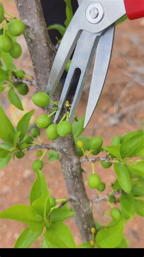 Fruit Thinning – Sacrificing Now for Better Harvest #work #farming