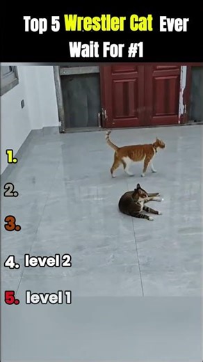Meow-Mania: The Heavyweight Championship #cat #catwrestling #entertaininganimals #pets