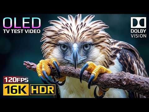 Premium+ 16K HDR Dolby Vision | OLED Nature Test 120fps (4K/8K Video TV)