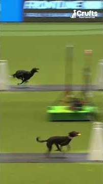 The fastest whippets in flyball ⚡