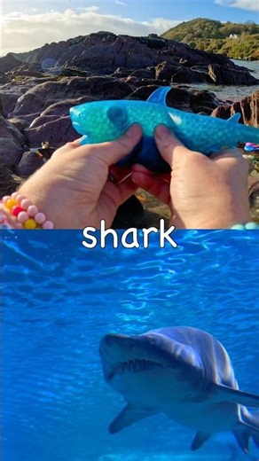 Kids Learn | Sea Animal Names: Pufferfish Thornback Ray Nurse Shark Turtle Shark