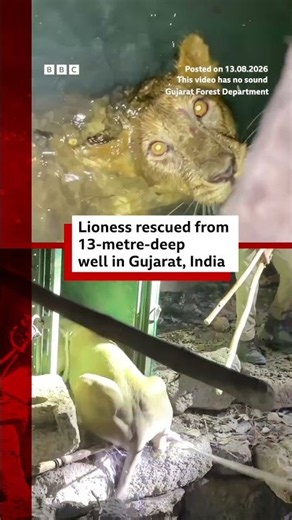 Lioness rescued from 13-metre-deep well in Gujarat, India #BBCNews