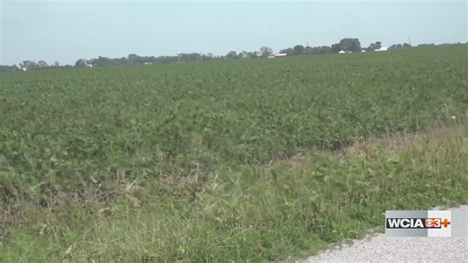 From the farm: USDA releases acreage estimate on corn, soybeans, wheat