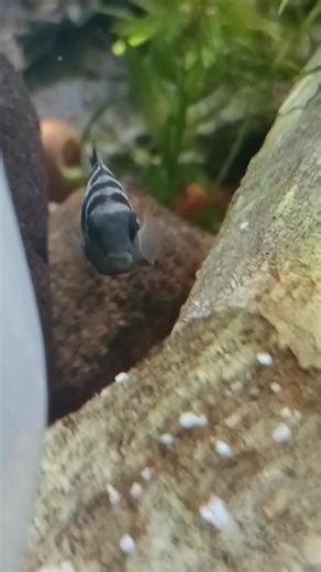 This is what happens when a convict cichlid decides it’s time to spawn 😳🐟#convictaquatics