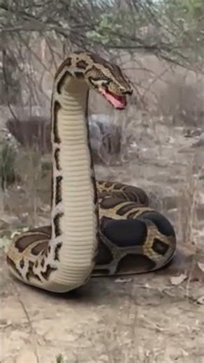 Anaconda Snake Attack 13 P9 #shorts #anaconda #snake #python #snakevideo