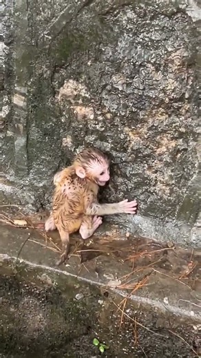 BABY GOT SCARED 😨🐒💔