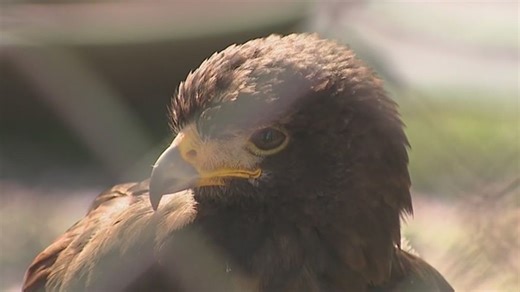 Bird search continues 1 week after West Coast Falconry break-in | Haystack News