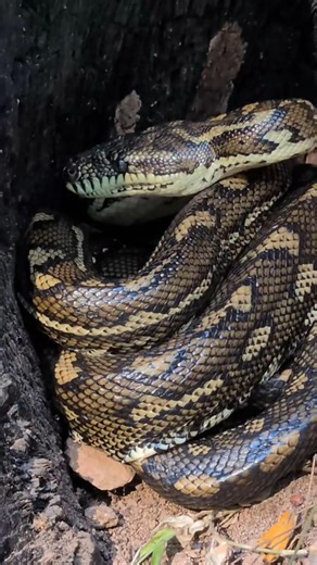 Carpet Python Curled Up Inside a Burnt Tree 🐍