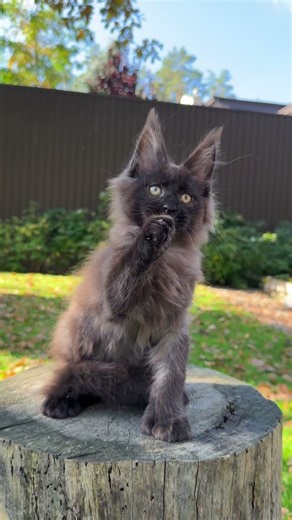 Hercules Maine Coon POLY Black Male