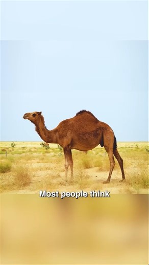 The Truth About Camel Humps! 🐪😲 #Shorts