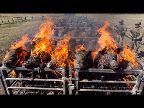 World In Shock! Texas Farmers Built a GENIUS Trap That Outsmarted 1 Million Wild Boars