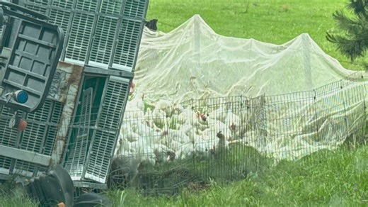 Crews work to round up escaped chickens after rollover