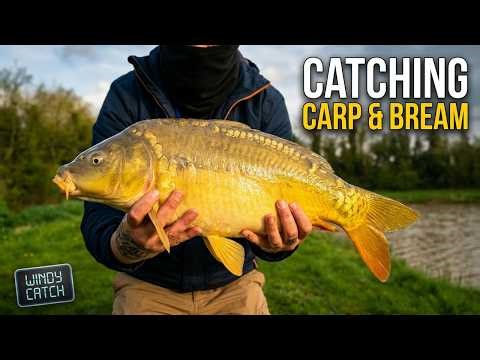 Catching Carp and Bream on a local lake. Windy conditions, but we did ok.