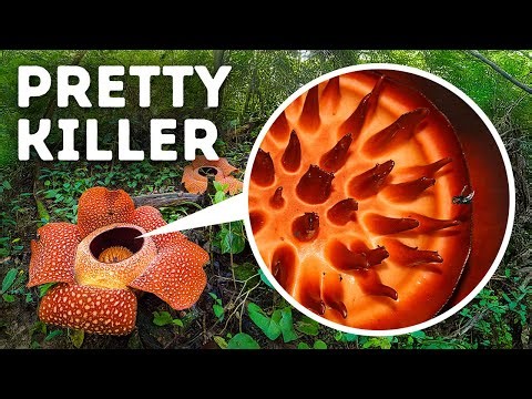 Secrets of Nature You Won’t Find in Biology Textbooks