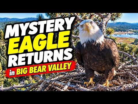 The Mystery Eagle Returns to Jackie and Shadow’s Nest! 🦅 | Big Bear Valley