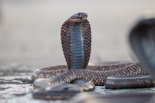 Snake-Charmer Show Goes Fatally Awry for One Guest