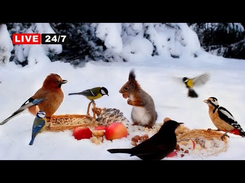 🔴24/7 LIVE CAT TV NO ADS😻 Forest Friends in Winter Wonderland BIRDS & SQUIRRELS