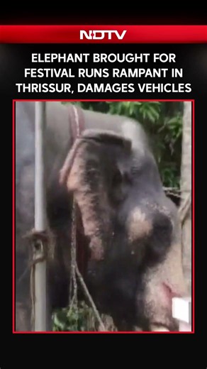 Kerala News | Elephant Brought For Festival Runs Rampant In Thrissur, Damages Several Vehicles