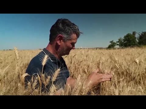 Argentine farmers bag last fields of 'excellent' wheat season | REUTERS