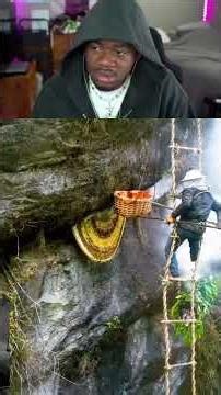 RISKY Mad Honey Harvest: Danger, Cliff-Climbing & $400/lb #shorts