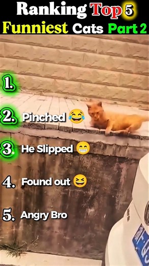 Top 5 Funniest Cats Part 2 #funnycats