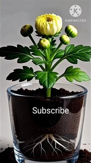 growing Mini Chrysanthemum 🌼#timelapse #plants