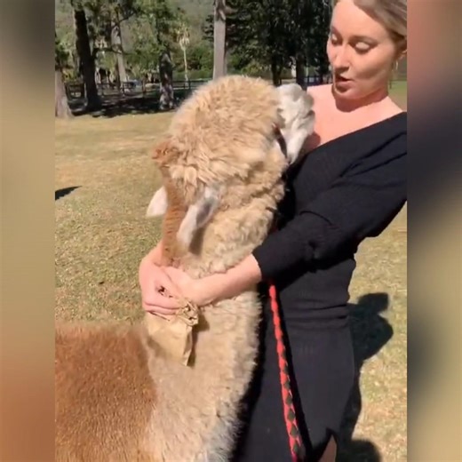 Alpaca Spits on Your Face?! 😳 The Weird Truth About This Cute Animal #shorts