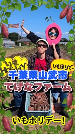 千葉県山武市 てげなファーム さつまいも掘り2026 #秋の味覚 #japan #japanesefood #japanesesweetpotato