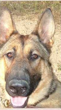 Lucca K9 Marine: Explosive Detection Dog and War Hero