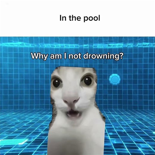 Cat Meme #foryou #shorts #cat #memes #funny