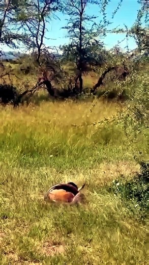 A struggling impala ultimately gets overtaken by Southern African rock python 🔥 #impala #vs #python