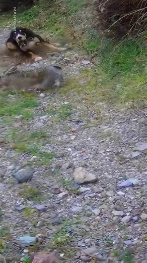 Catch me if you can! 🏃‍♂️💨 This rabbit is a pro!