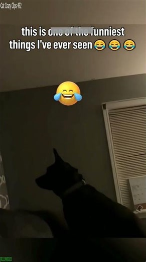 Alien Cat tries to act like a human - YouTube Viral 💥 Big Laugh!