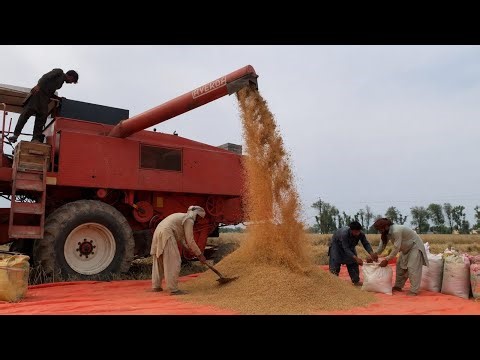 Wheat Harvesting with Combine Harvester | Grain Loading & Hard Work in Field - Buraq Skills