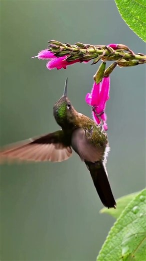 Hummingbirds are naturally gifted with incredible flying skills#hummingbird #birdlover #cutebirds